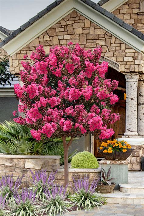 The Periwinkle Magic Crape Myrtle Tree: A Focal Point in Your Garden